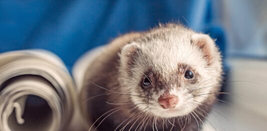 tumore del pancreas nel furetto