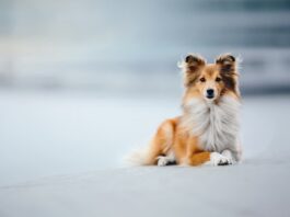 I tumori prostatici nel cane: sintomi, prognosi e terapia tumori prostatici nel cane Shetland sheepdog