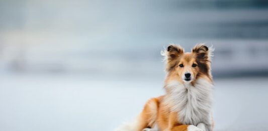 tumori prostatici nel cane Shetland sheepdog