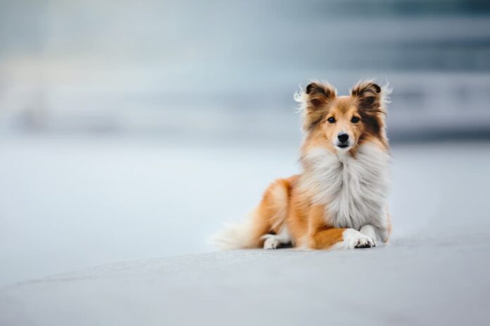 tumori prostatici nel cane Shetland sheepdog tumori prostatici nel cane Shetland sheepdog