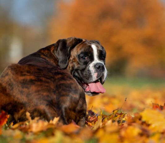 tumori testicolari nel cane Boxer