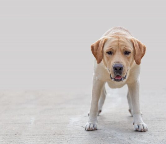 Epilessia nel cane: diagnosi e controllo tumori testicolari nel cane Labrador epilessia