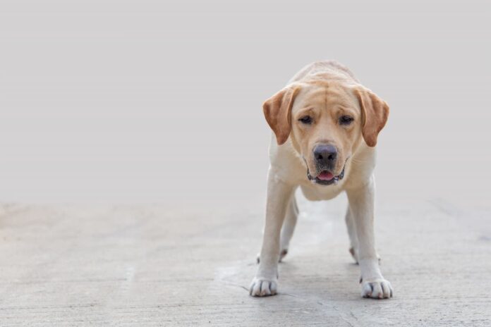 tumori testicolari nel cane Labrador epilessia tumori testicolari nel cane Labrador epilessia