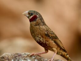 uccello gola tagliata maschio