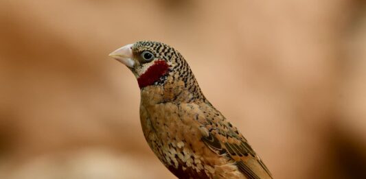 uccello gola tagliata maschio