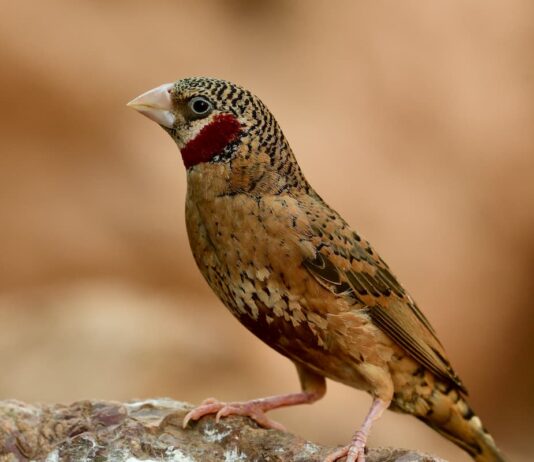 Un piccolo passeriforme di facile allevamento: il gola tagliata uccello gola tagliata maschio