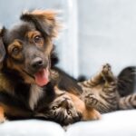 vermi intestinali nel cane e nel gatto pet creation