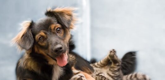 vermi intestinali nel cane e nel gatto pet creation