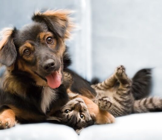 vermi intestinali nel cane e nel gatto pet creation