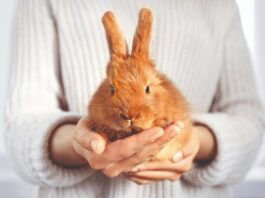 zampe del coniglio 1