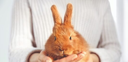 zampe del coniglio 1