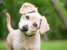 Cani otiti Labradoodle