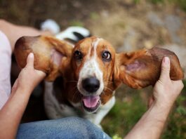 Cani otiti orecchio gatto otite