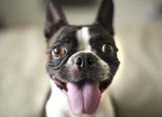 Nomi per cani