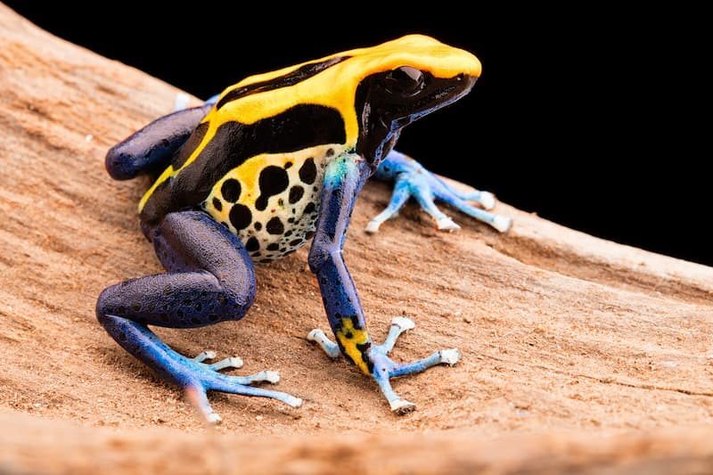 Rane freccia Dendrobates tinctorius