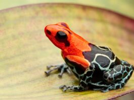 Rane freccia Ranitomeya fantastica Monte Cristo morph