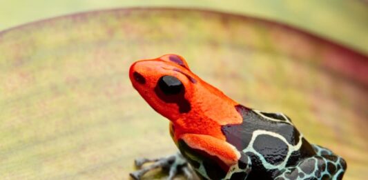 Rane freccia Ranitomeya fantastica Monte Cristo morph