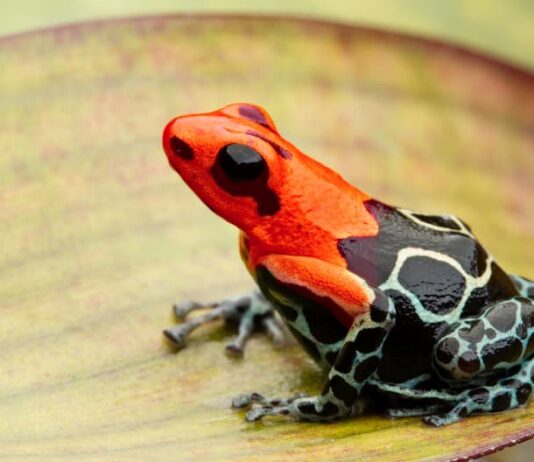 Rane freccia Ranitomeya fantastica Monte Cristo morph