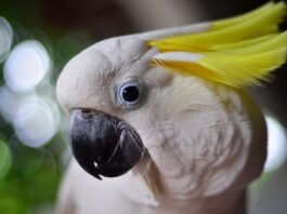becco uccelli