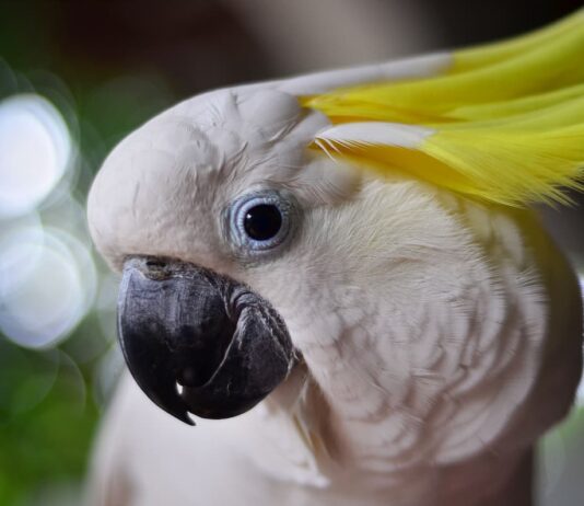 becco uccelli