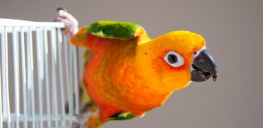 Perché osservare sul fondo della gabbia la “cacca” degli uccelli? cacca uccelli