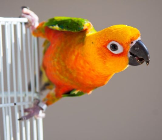 Perché osservare sul fondo della gabbia la “cacca” degli uccelli? cacca uccelli