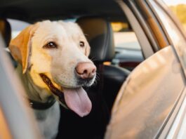 cane nell’auto a noleggio si viaggiare