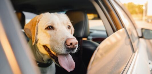 cane nell’auto a noleggio si viaggiare