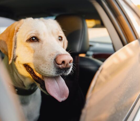 È possibile portare il cane nell’auto a noleggio? cane nell’auto a noleggio si viaggiare