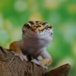 concorso di bellezza per gechi 1