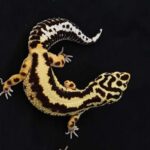 concorso di bellezza per gechi Designed_Geckolook_di_ Marine_Willemin