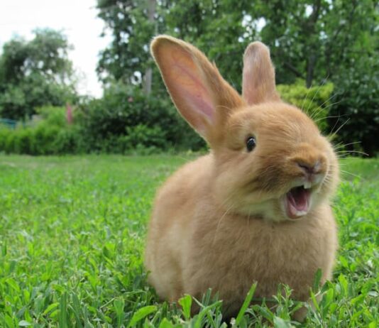 denti del coniglio prato