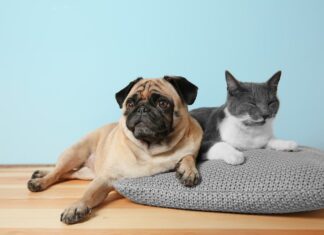 diabete nel cane e nel gatto artrosi