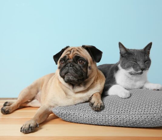 diabete nel cane e nel gatto artrosi