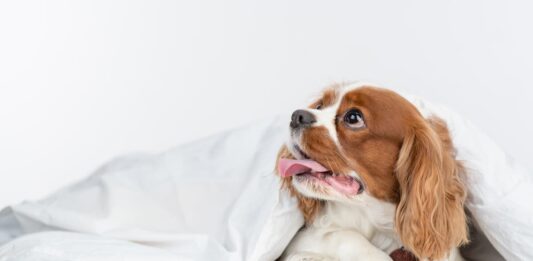 La falsa gravidanza nel cane: sintomi ed eventuale terapia
