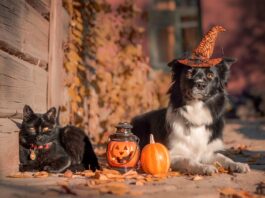 Un Halloween anche per cane e gatto? halloween cane