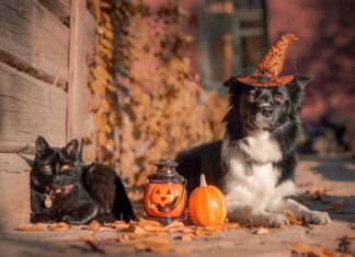 halloween cane