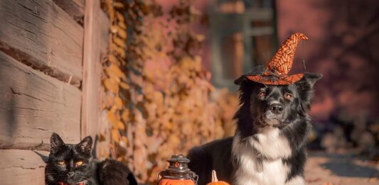 Un Halloween anche per cane e gatto? halloween cane