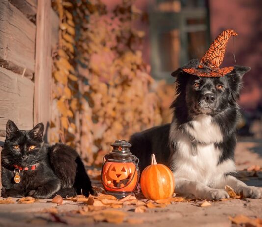 halloween cane