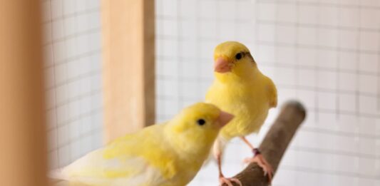 inanellare gli uccelli Canarini