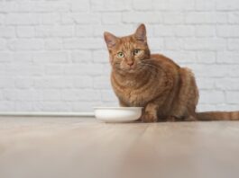 intestinale cane gatto