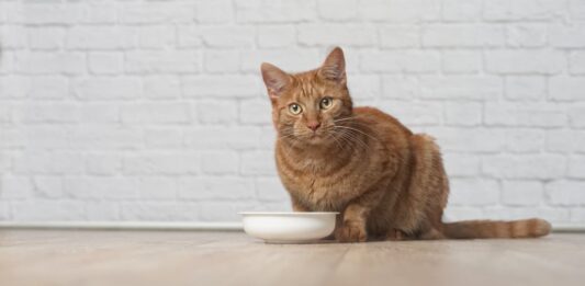 intestinale cane gatto