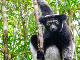 lemuri del Madagascar