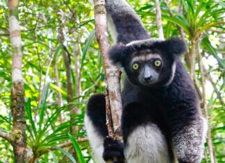 lemuri del Madagascar