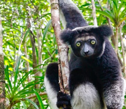 lemuri del Madagascar