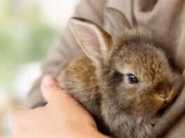 Perdita di pelo nel coniglio: normale muta oppure no? muta nel coniglio