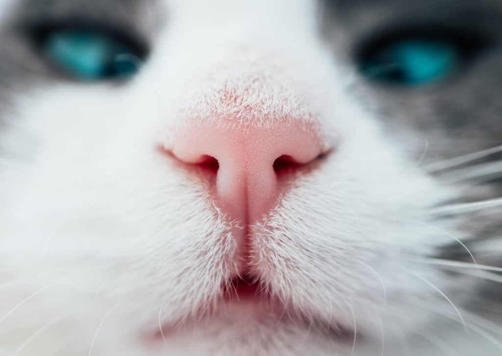 odori sente il gatto naso