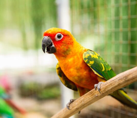 Proventricolite infettiva dei pappagalli, una malattia virale molto grave proventricolite infettiva dei pappagalli