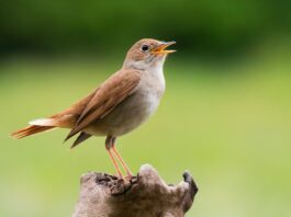 riconoscere usignolo canto