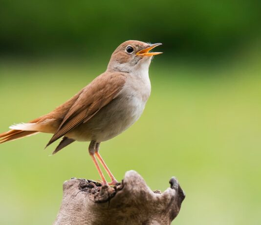 riconoscere usignolo canto
